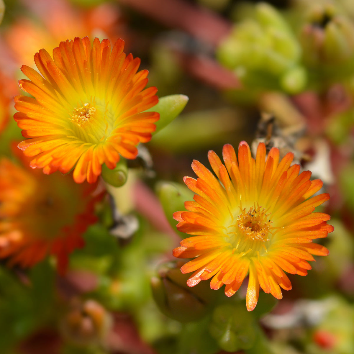 Eisblume 'Orange Wonder - Delosperma Wheels of Wonder® Orange - Willemse