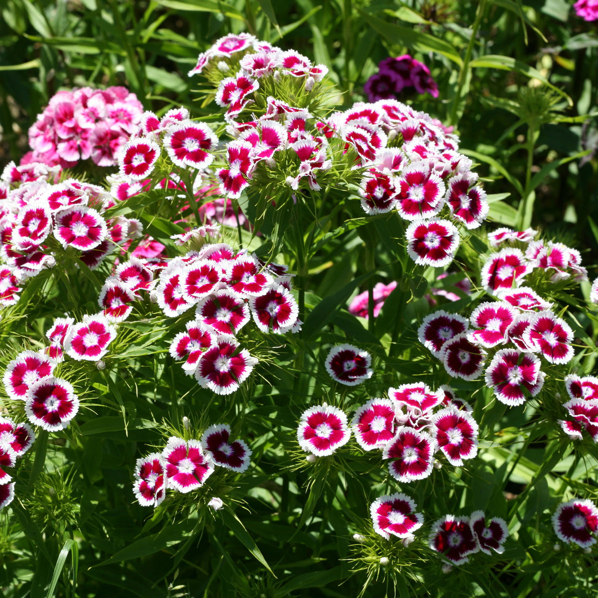 Dianthus barbatus Barbarini Purple Picotee - Bartnelke purple Picotee - Nelken - Dianthus