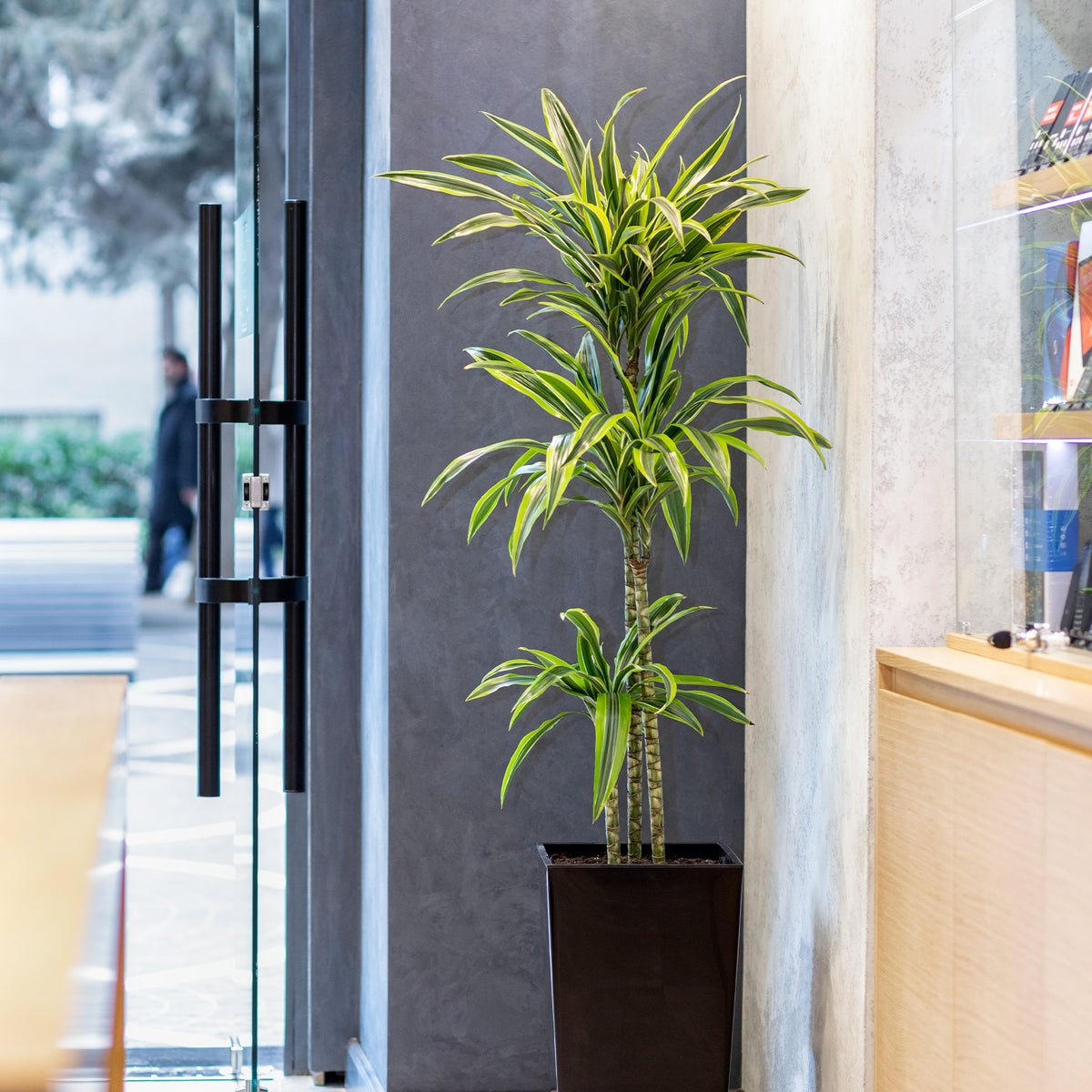 Dracaena 'Lemon Lime' (Zitronenlimone) - Willemse
