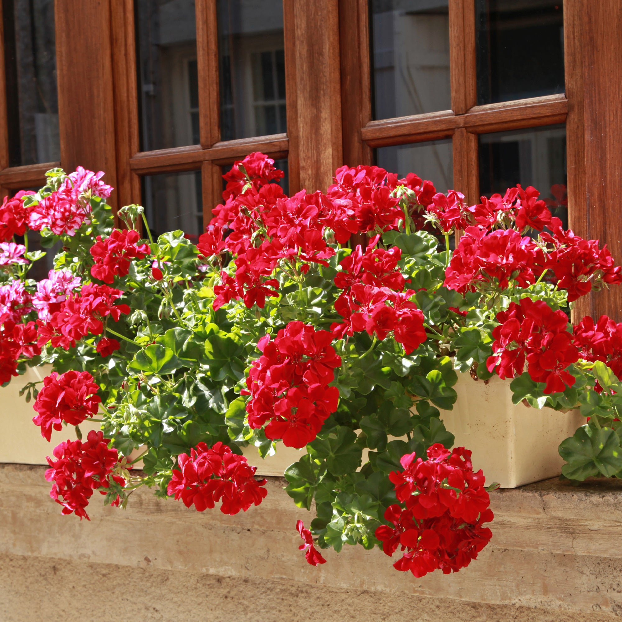 Hängegeranie doppelt rot für lange Balkonblüte