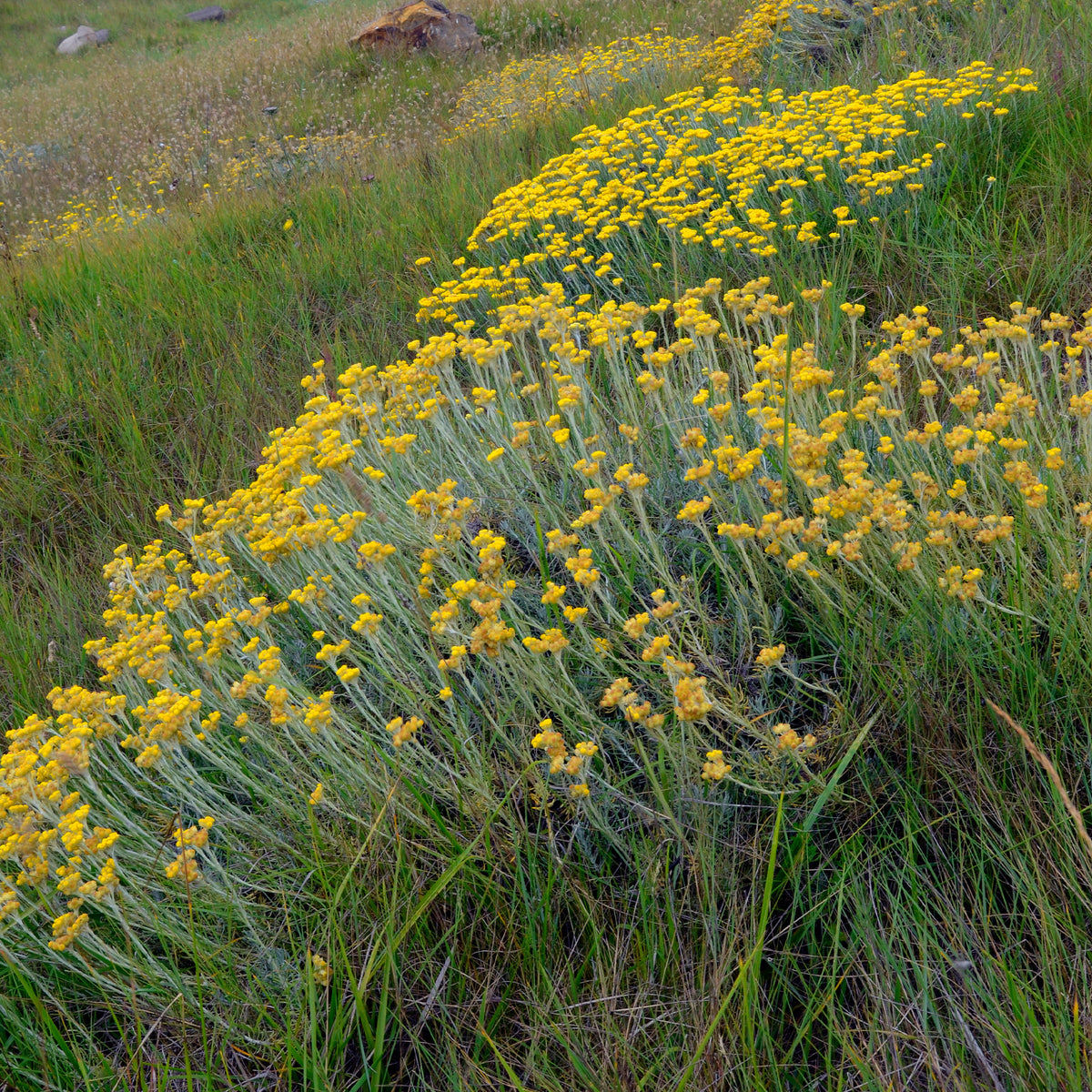 Gewöhnliche Strohblume/Currykraut - Helichrysum stoechas - Willemse