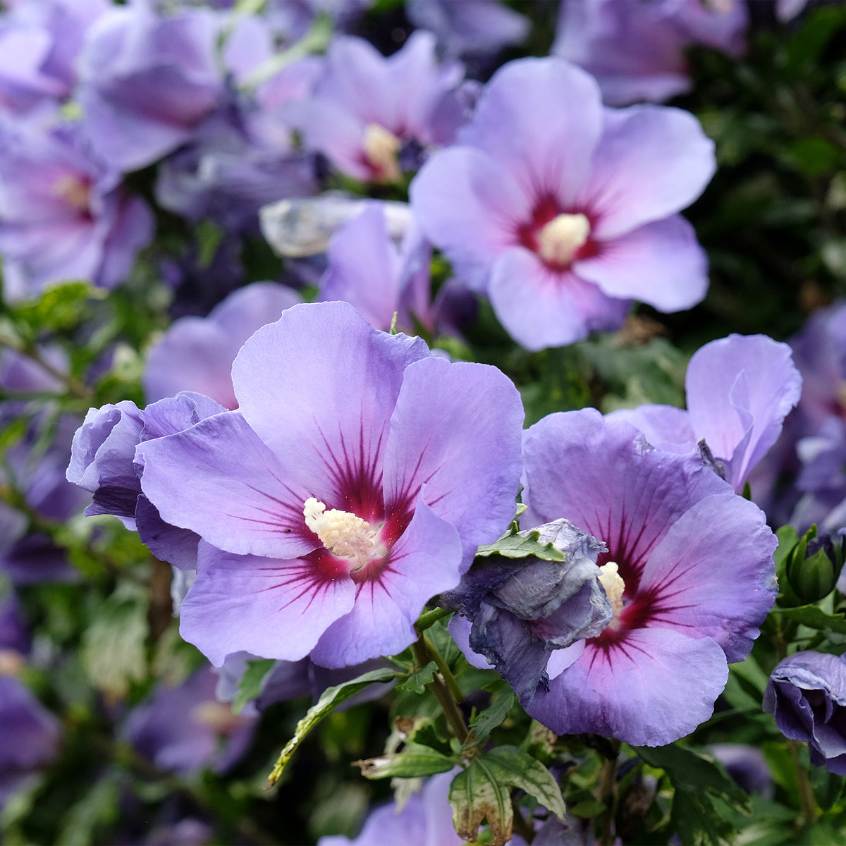 Hibiscus syriacus Blauer Vogel - Willemse