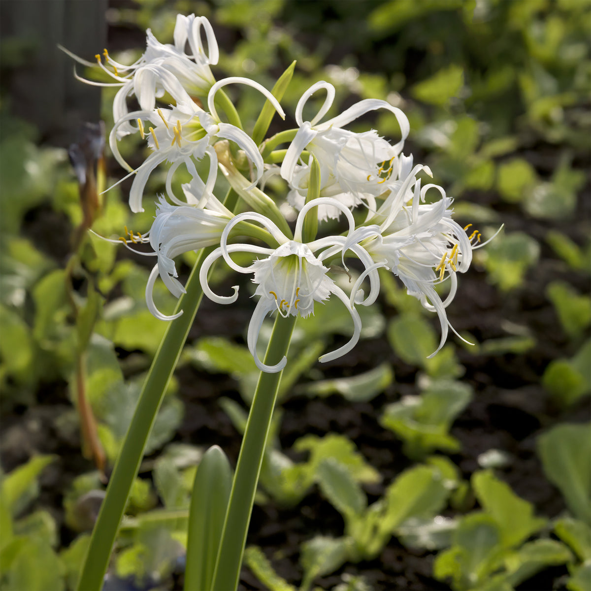 Schönhäutchen Festalis Zwiebeln/Peru-Narzisse (x3) - Hymenocallis x festalis - Willemse