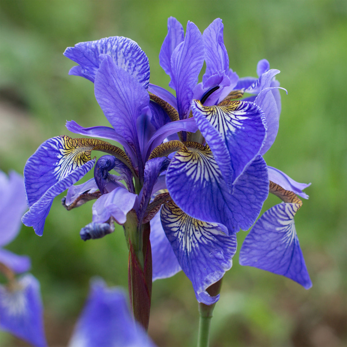 Iris pseudacorus Blau - Willemse