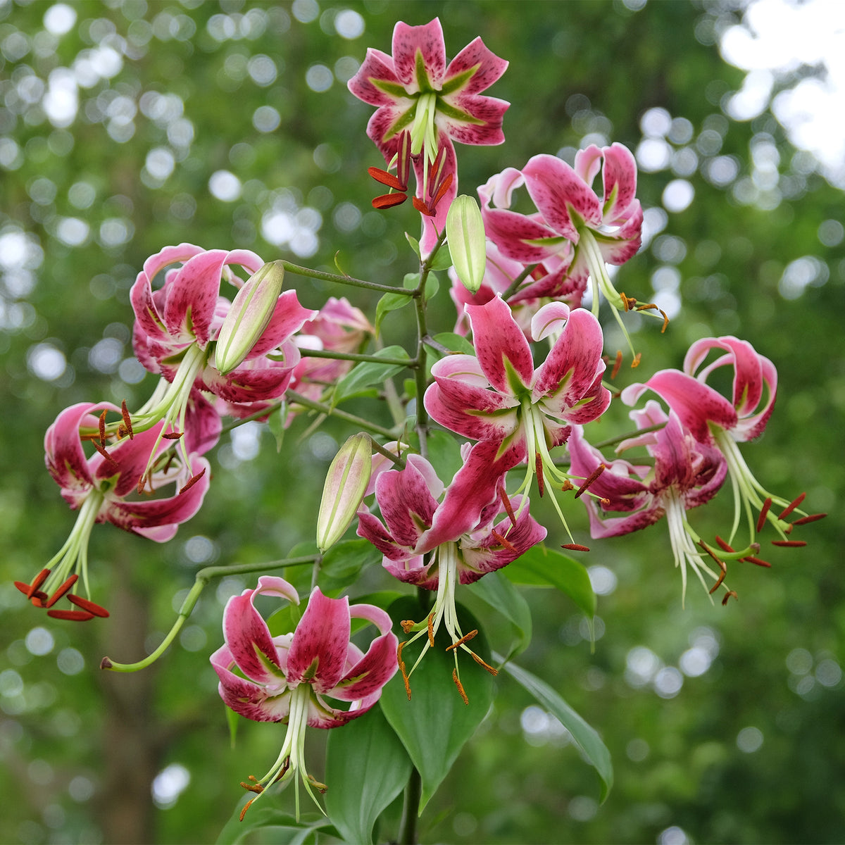Türkenbundlilie 'Black Beauty'
