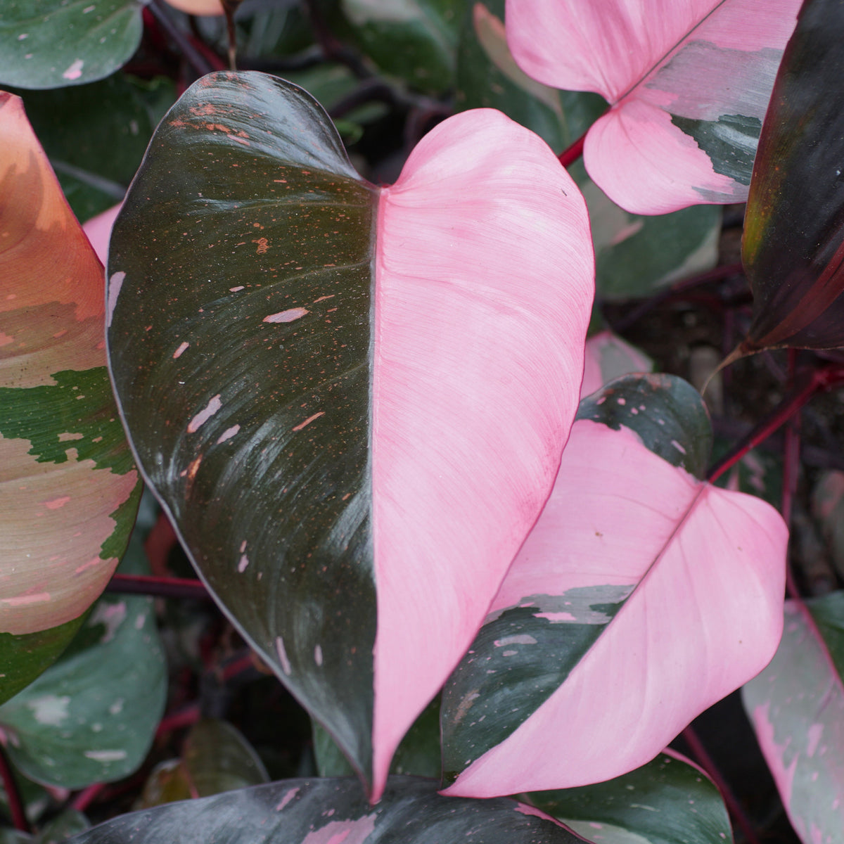 Philodendron Pink Princess - Philodendron Pink Princess - Philodendron