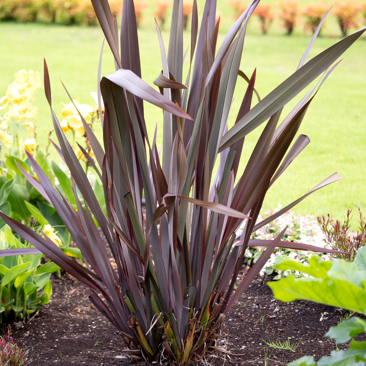 Phormium Black Adder ® (Schwarzer Beifuß) - Phormium tenax Black Adder ® - Willemse
