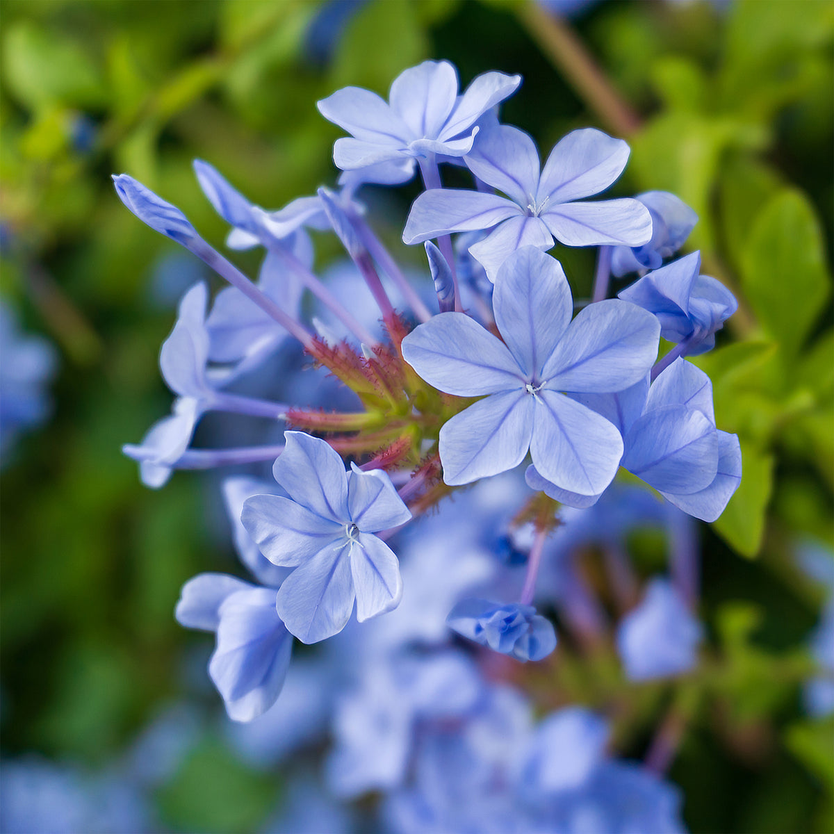 Kap-Spitzwegerich Dark Blue/Plumbago Dark Blue - Plumbago auriculata Dark Blue - Willemse