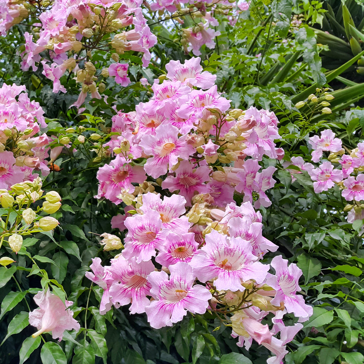 Rosa Bignone Gräfin Sarah - Willemse