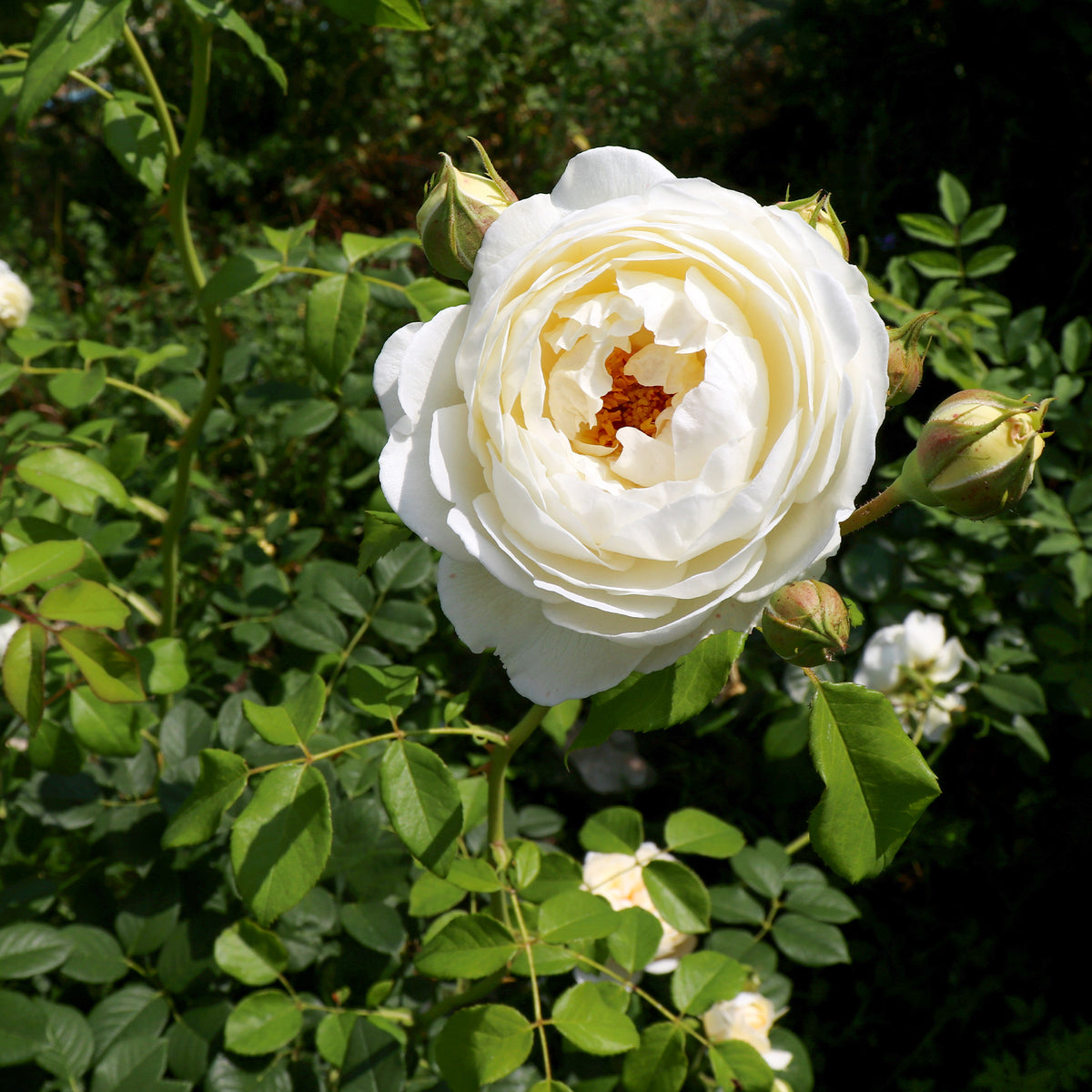 Rose Claire Austin® - Willemse