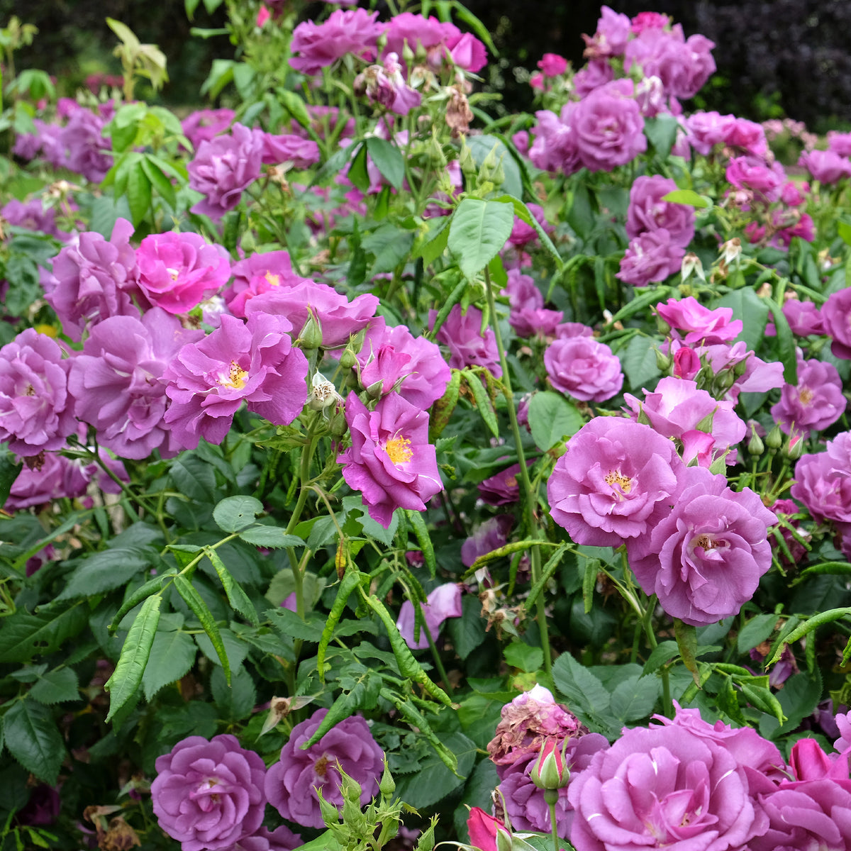 Rose Rhapsody in blue - Rosa Rhapsody in Blue® Frantasia - Willemse