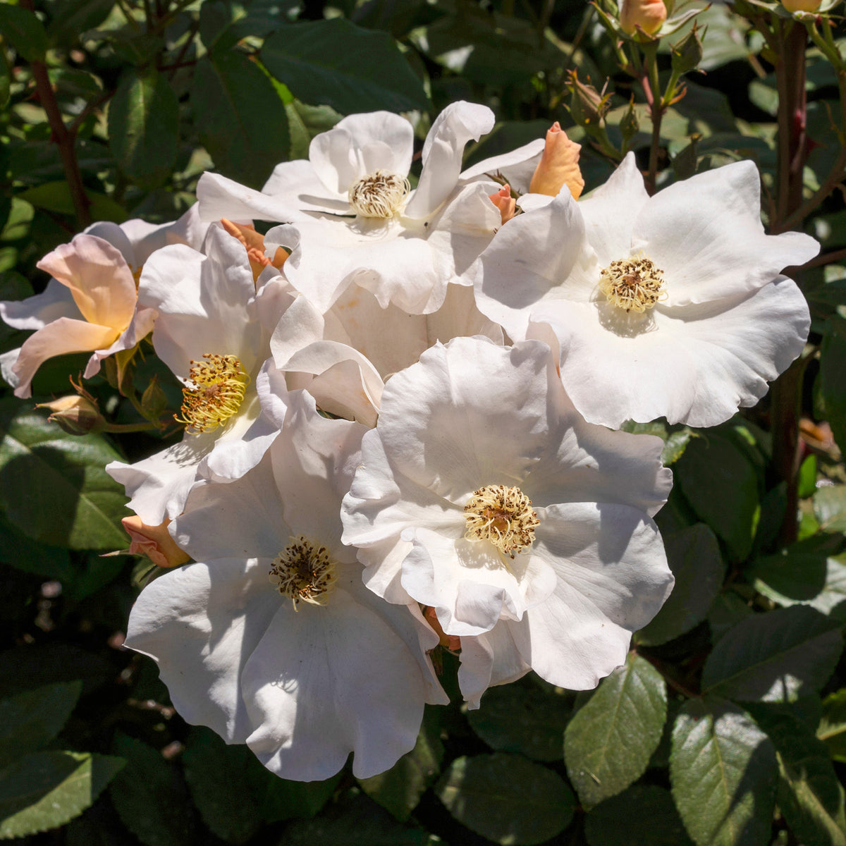 Rose Sally Holmes - Willemse