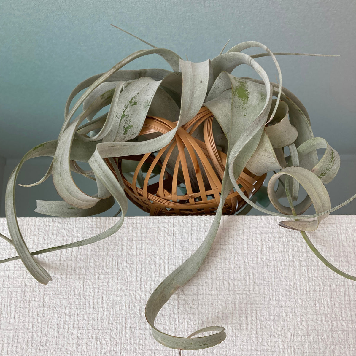 Riesen-Tillandsie / Tillandsia xerographica - Willemse