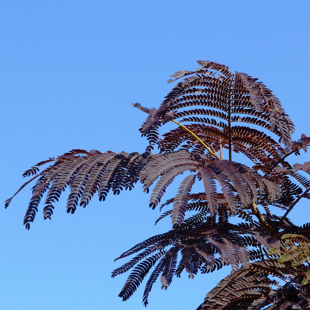Albizia julibrissin Summer Chocolate® - Seidenbaum Summer Chocolate®. - Bäume
