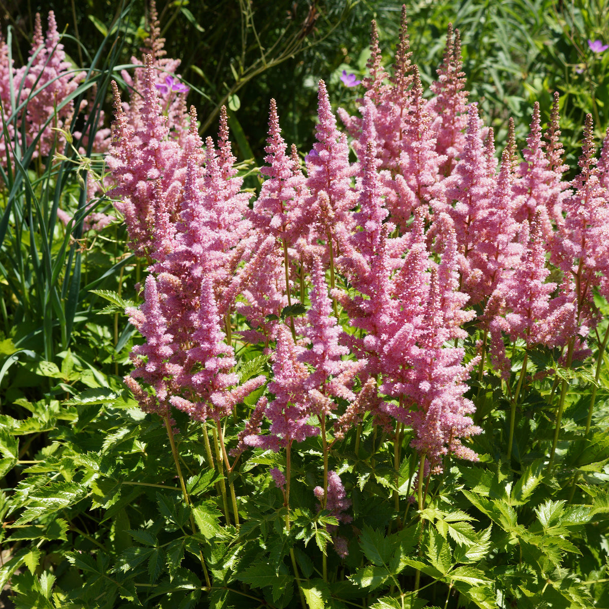 Astilbe Little Vision in Pink ® - Prachtspiere 'Visions in Pink'® - Astilbe - Prachtspiere