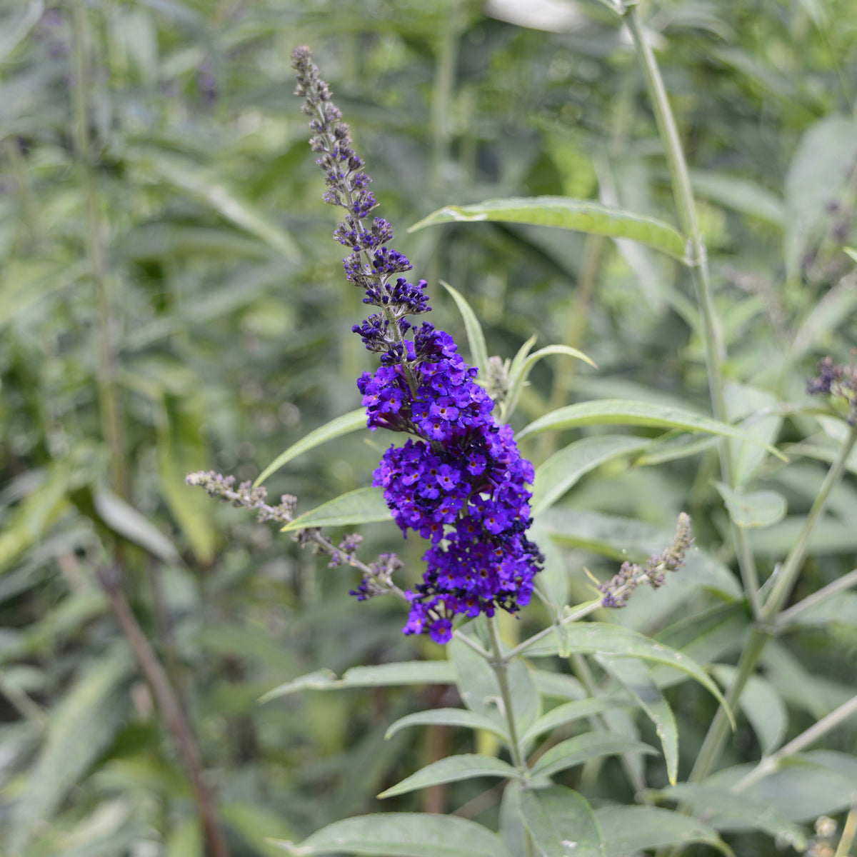 Schmetterlingsstrauch - Buddleja - Sommerflieder 'Black Knight' - Buddleja davidii Black Knight
