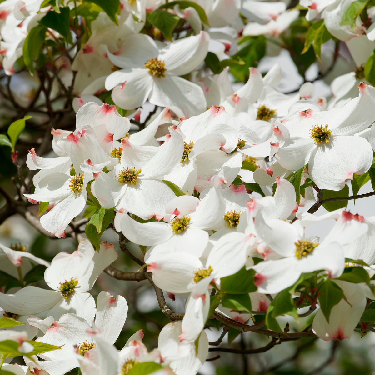 Cornus florida - Amerikanischer Blumen-Hartriegel - Blühende Bäume