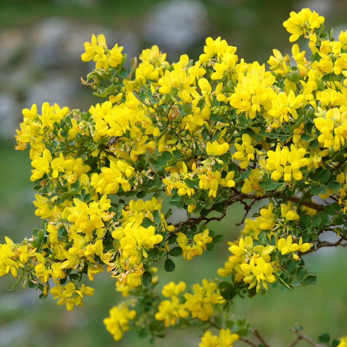 Blaugrüne Kronwicke - Coronilla valentina glauca - Willemse