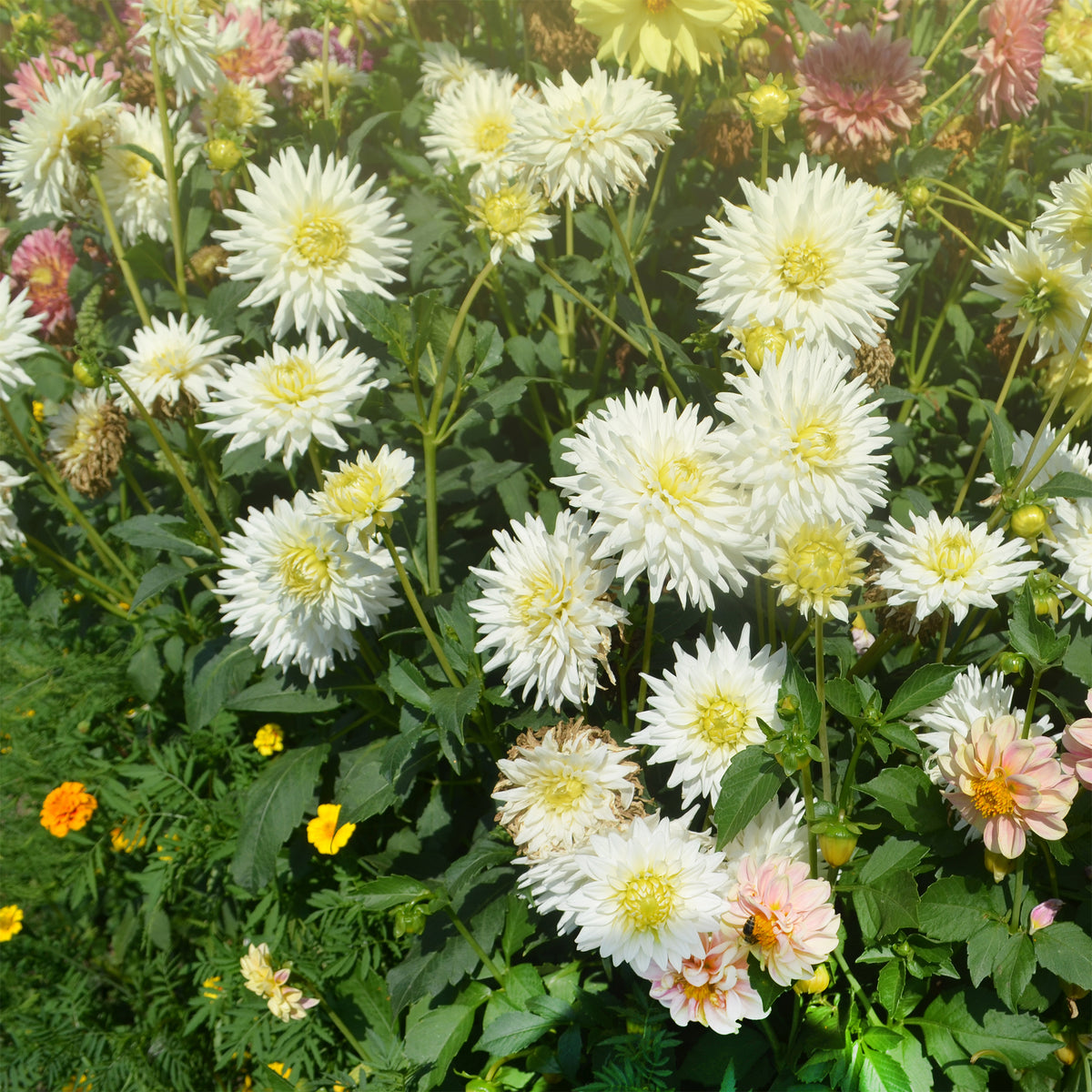 Kaktus-Dahlie My Love - Dahlia My Love - Willemse