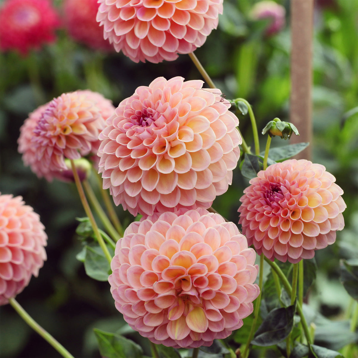 Pompon-Dahlie Jowey Winnie - Dahlia Jowey Winnie - Willemse