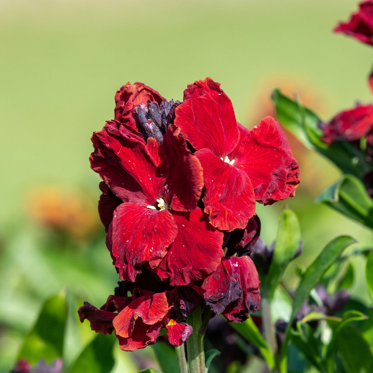 Erysimum Colour Vibe Red ® - Erysimum Colour Vibe Red ® - Willemse
