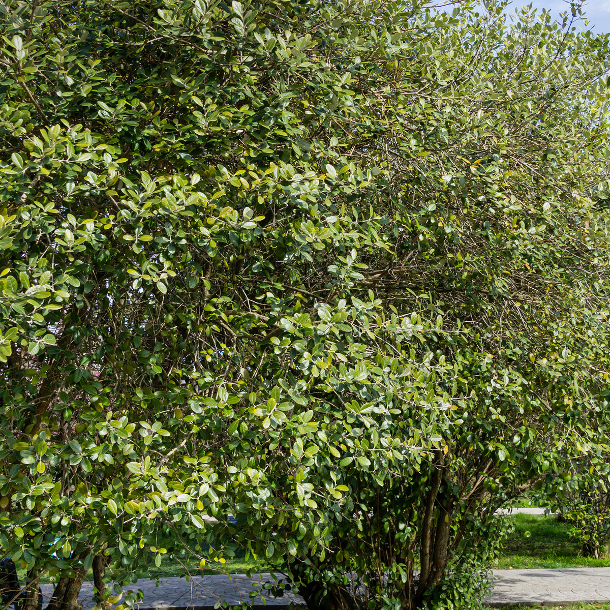 Feijoa sellowiana - Brasilianischer Guavenbaum - Exotische Obstbäume