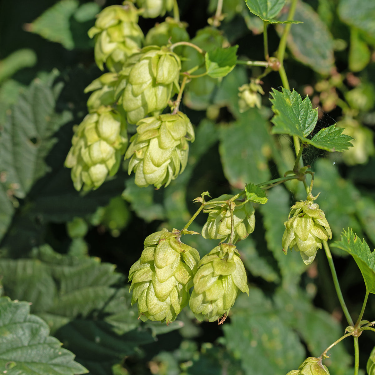 Echter Hopfen / Wilder Hopfen 'Prima Donna' - Willemse