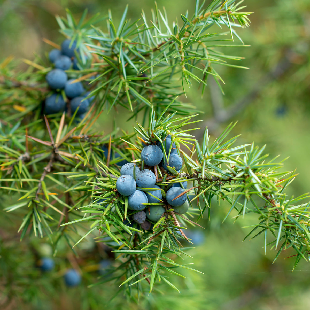 Gemeiner Wacholder - Juniperus communis - Willemse