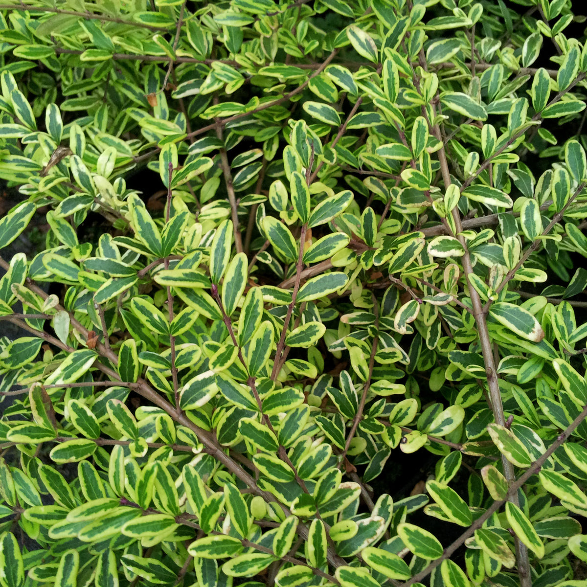 Lonicera nitida Lemon Beauty - Heckenmyrte 'Lemon Beauty' - Bodendecker