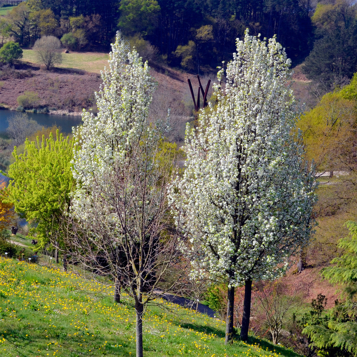 Stadtbirne 'Chanticleer' - Willemse