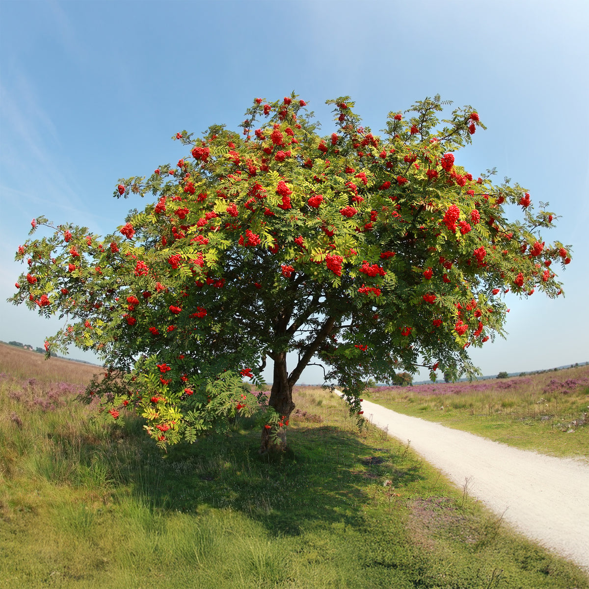 Gewöhnliche Eberesche - Willemse