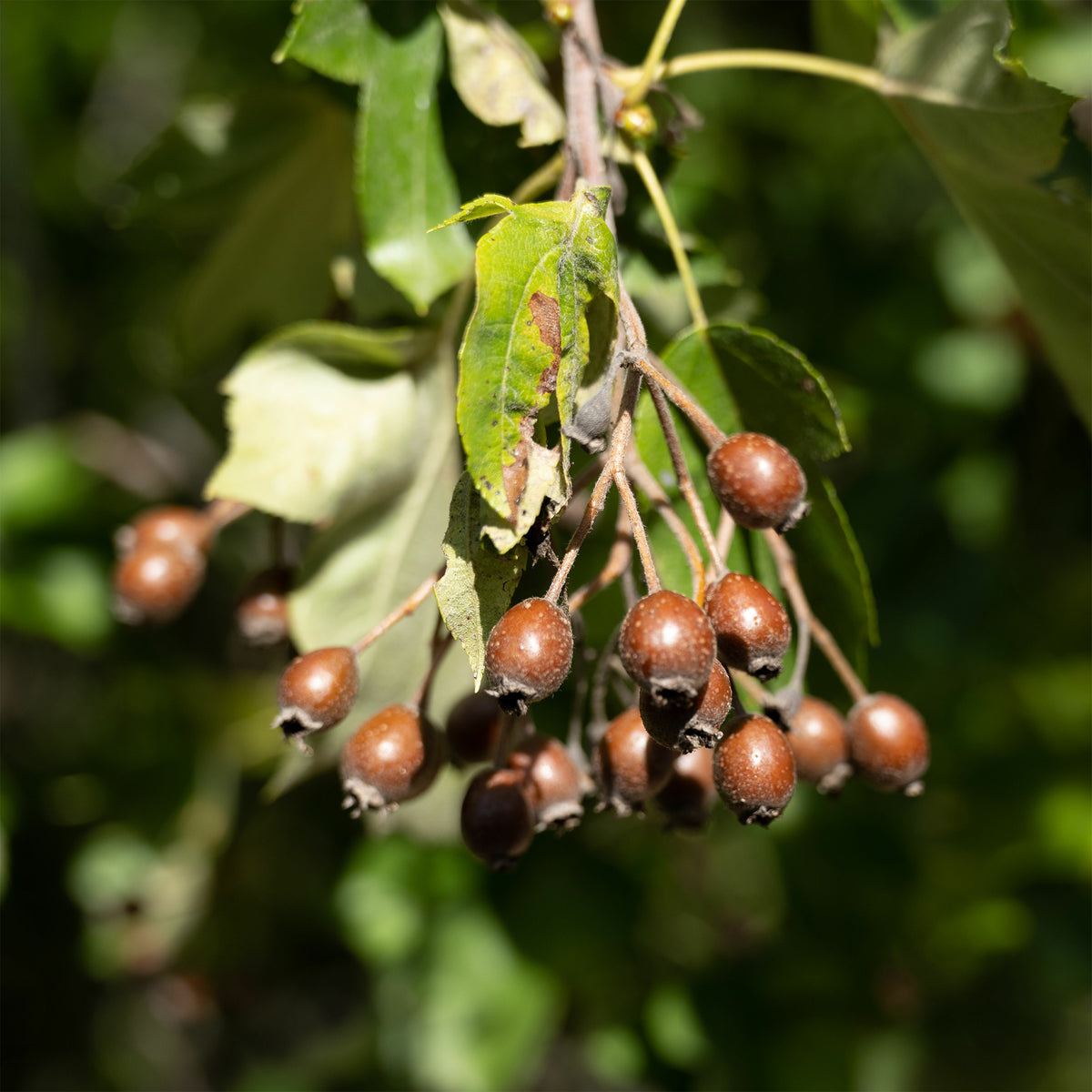 Elsbeere - Sorbus torminalis - Willemse