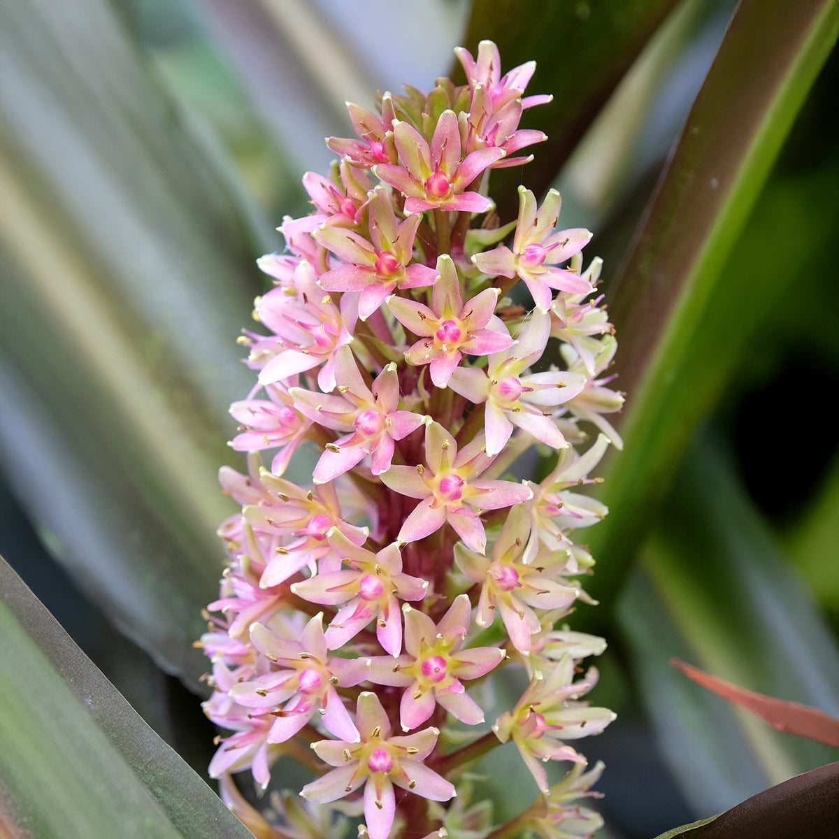 Verkauf Schopflilie Sparkling Burgundy - Eucomis comosa Sparkling Burgundy®