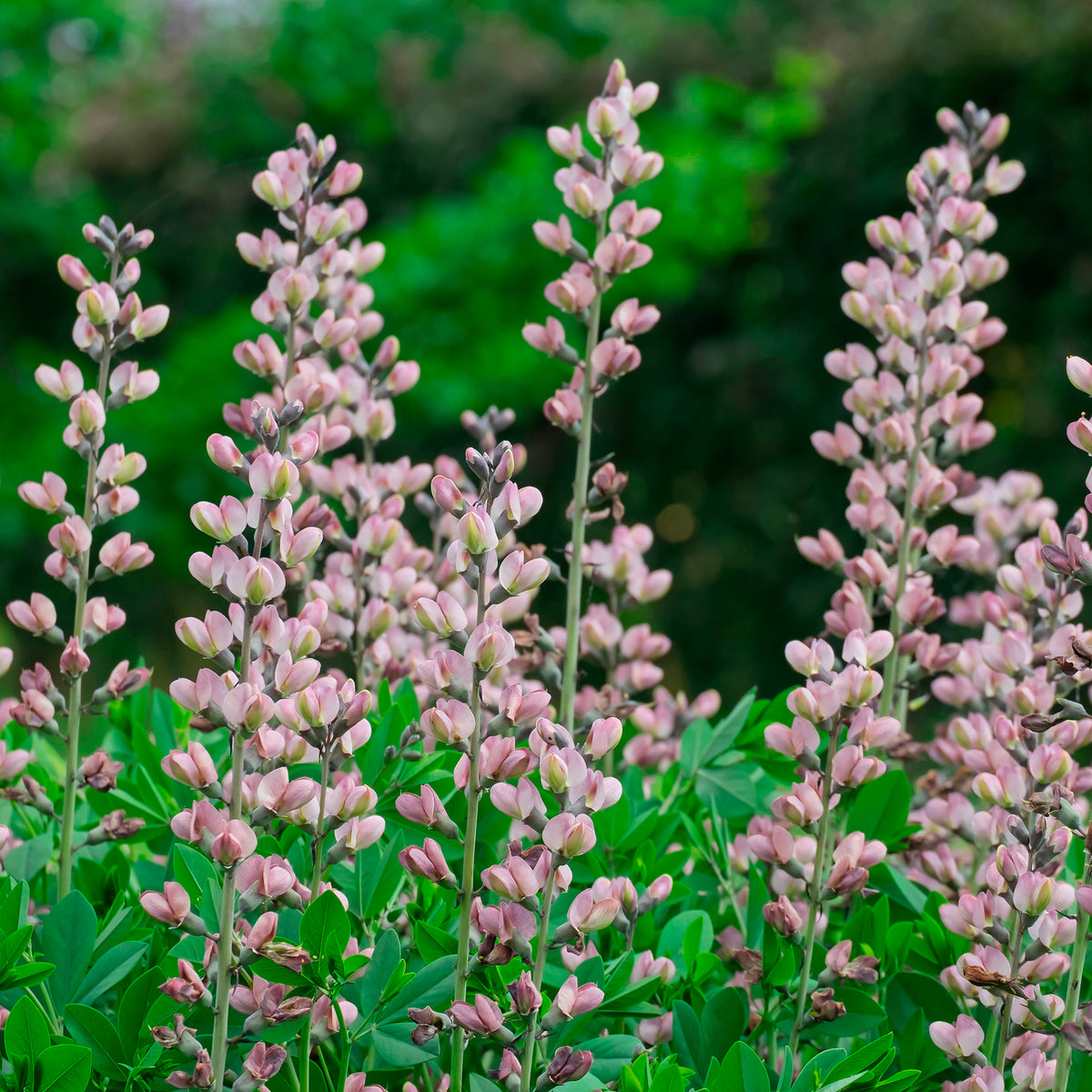 Indigo-Lupine Decadence Pink Truffles - Baptisia Pink Truffles - Willemse