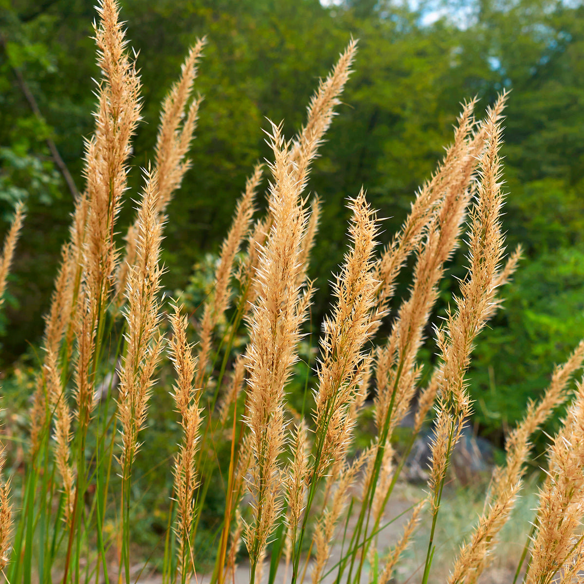 Silberährengras - Stipa calamagrostis - Willemse