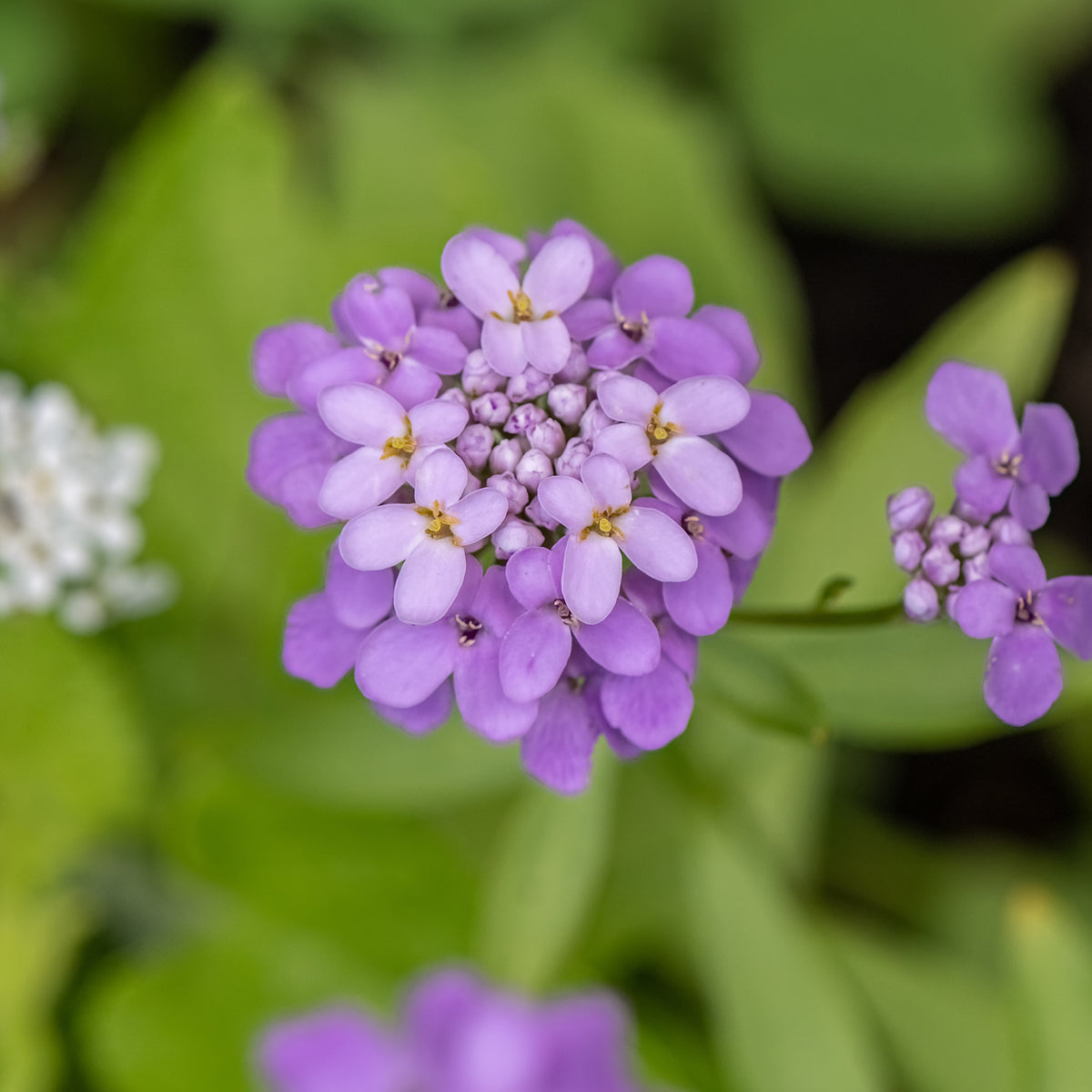Immergrüne Schleifenblume Absolutely Amethyst - Iberis sempervirens Absolutely Amethyst - Willemse