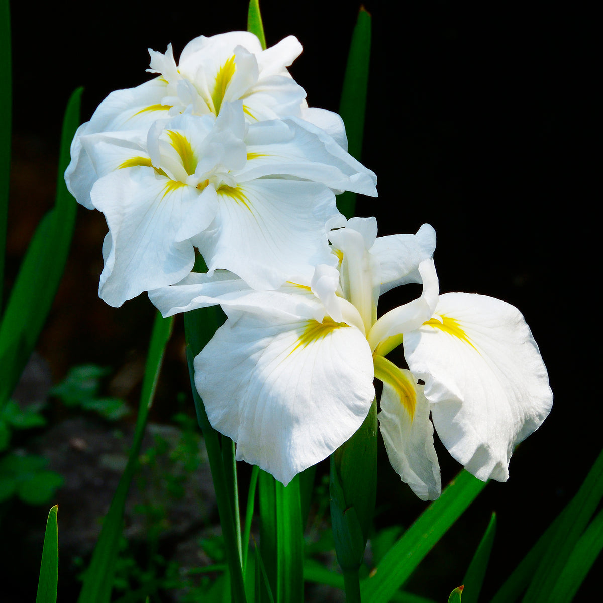 Japanische Sumpf-Schwertlilie White Ladies - Willemse