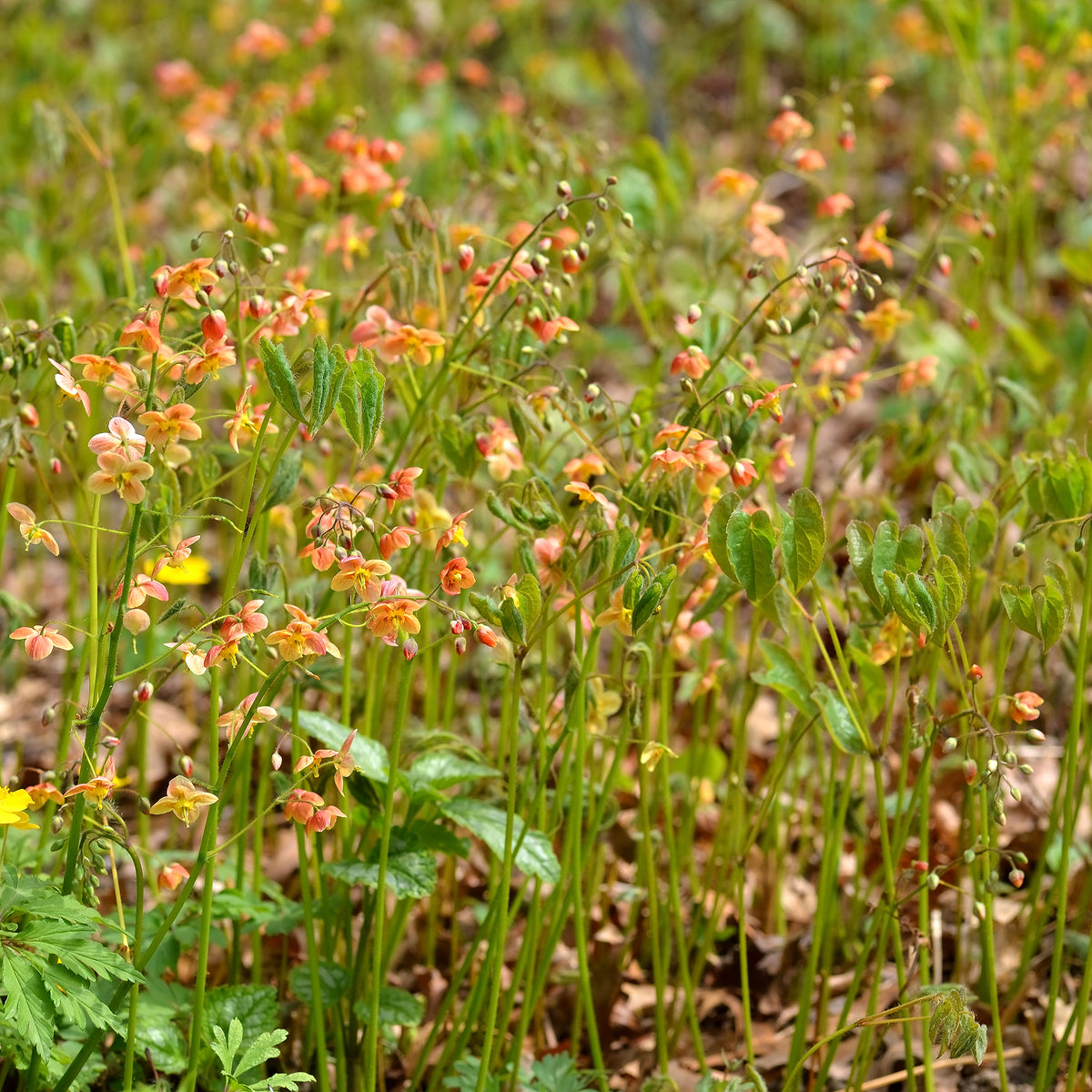 Epimedium warleyense - Warley-Elfenblume - Epimedium