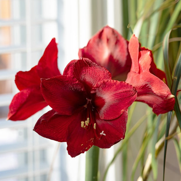 Amaryllis - Amaryllis red lion - Willemse