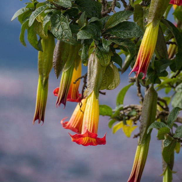Verkauf Brugmansia-Sammlung: Rot und Gold, Gelb, Rosa. (x3) - Brugmansia