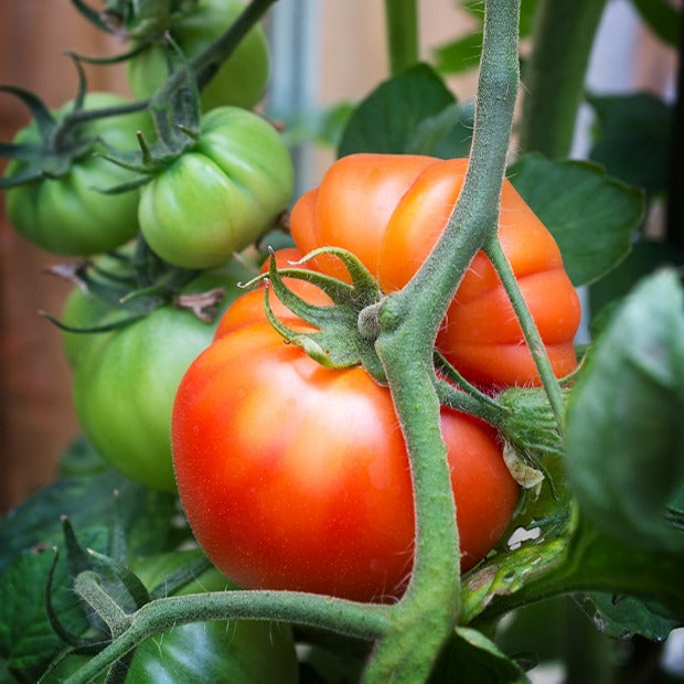 Tomate ‘Beefsteak’