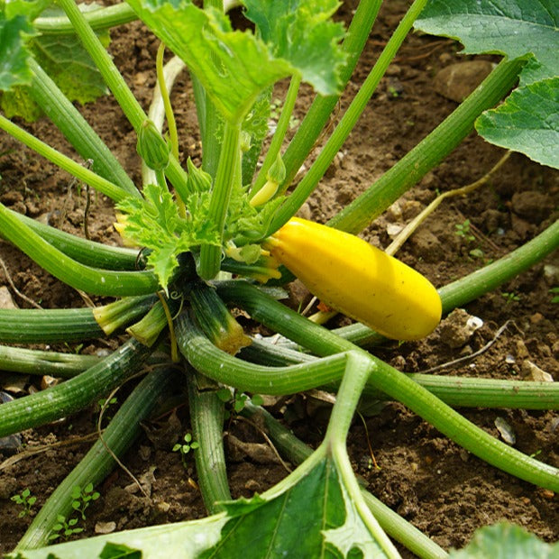Zucchini Soleil F1 - Cucurbita pepo soleil f1 - Willemse