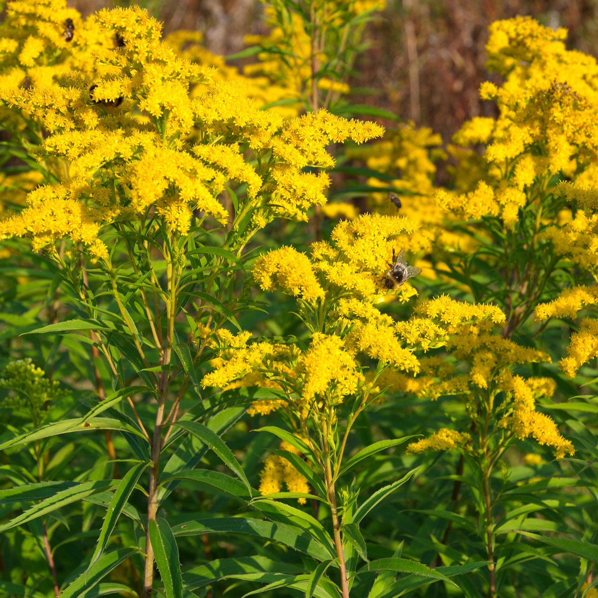 Gelb blühende Stauden Mischung - Solidago luteus, alchemilla mollis, hemerocallis stella de oro - Willemse