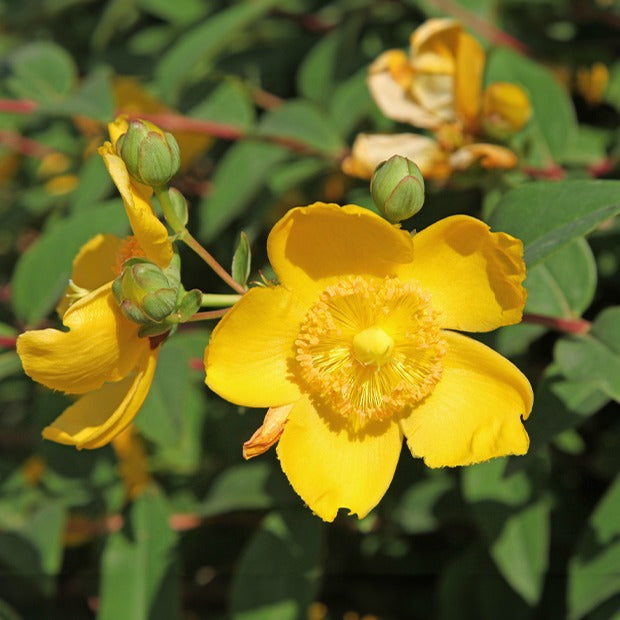 Johanniskraut Hidcote - Hypericum hidcote - Willemse