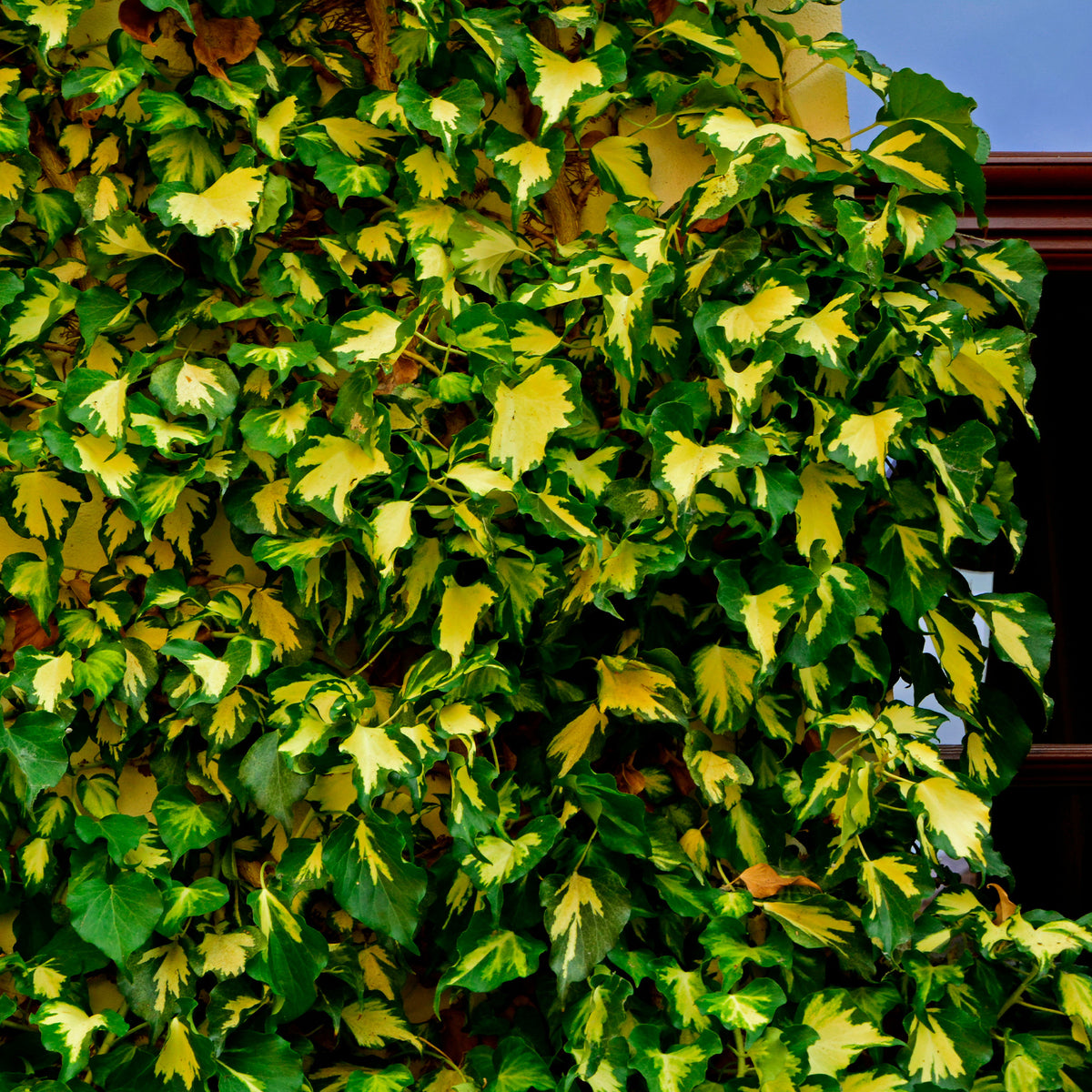 Efeu Hedera - Willemse