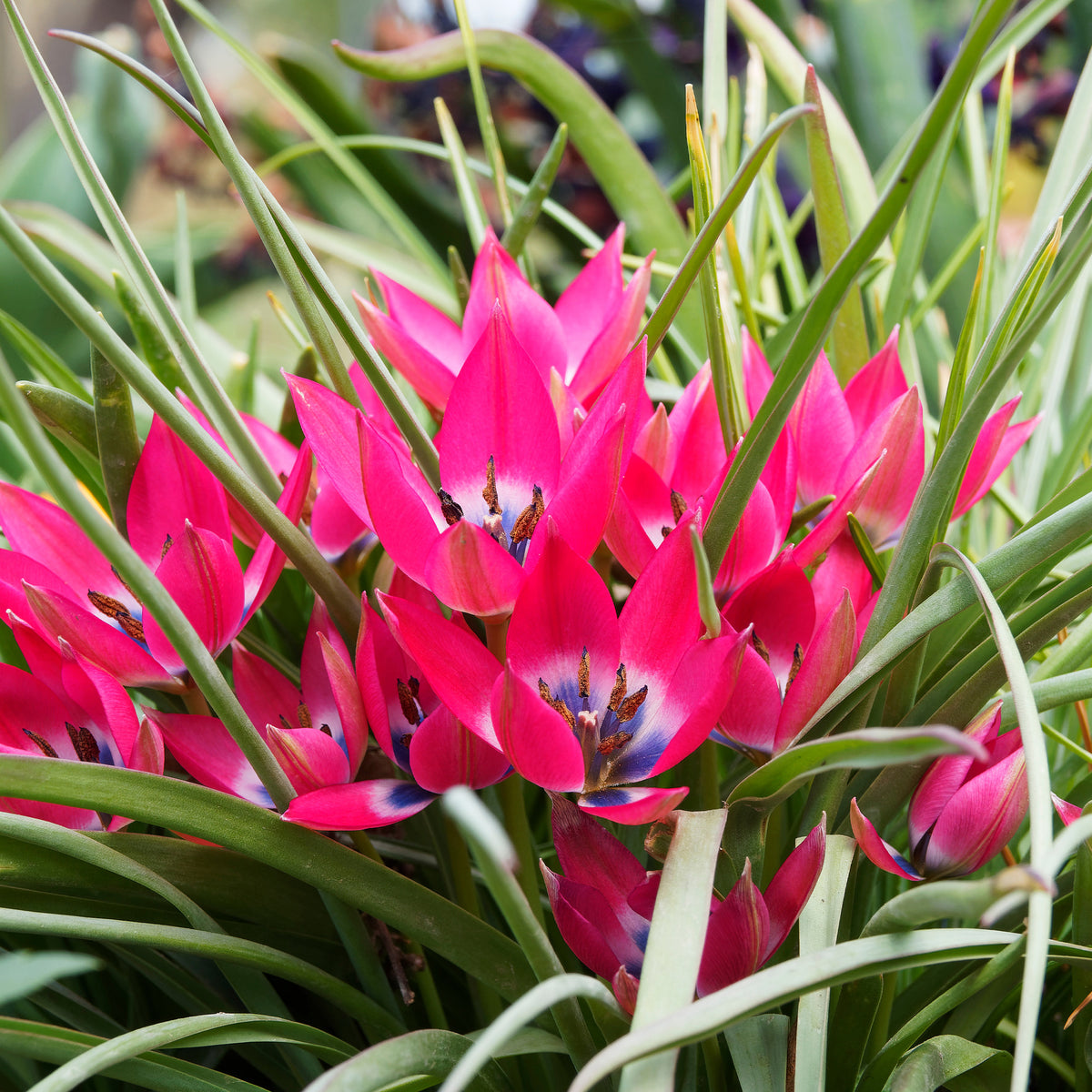 Tulpen-Zwiebeln - 10 Botanische Tulpen Little Beauty - Tulipa botanical little beauty