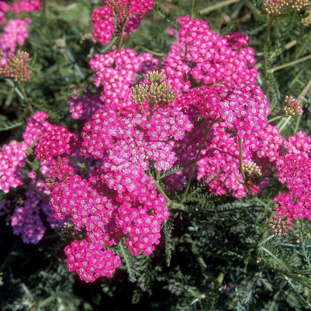 Schafgarbe Mily Rock - achillea milleforlium Mily Rock - Willemse