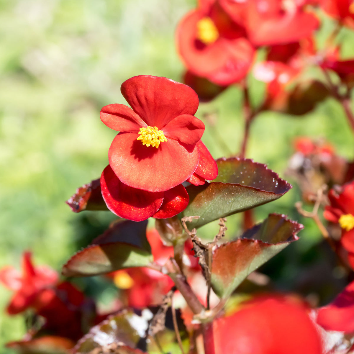 Rote eisbegonie - Bégonia semperflorens red - Willemse