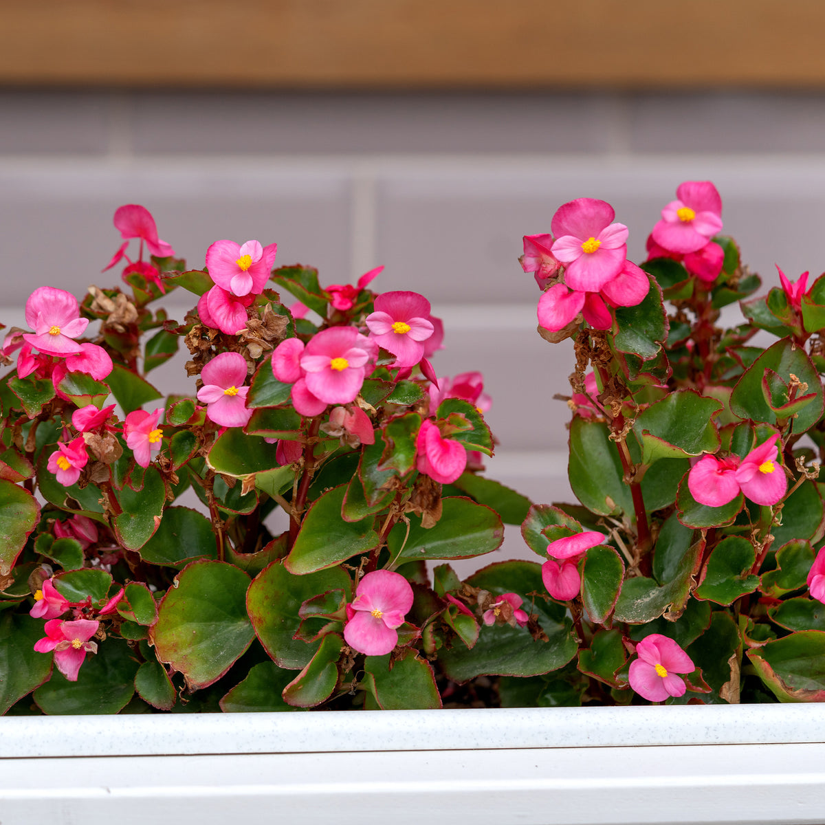 Rosa eisbegonie - Bégonia semperflorens pink - Willemse