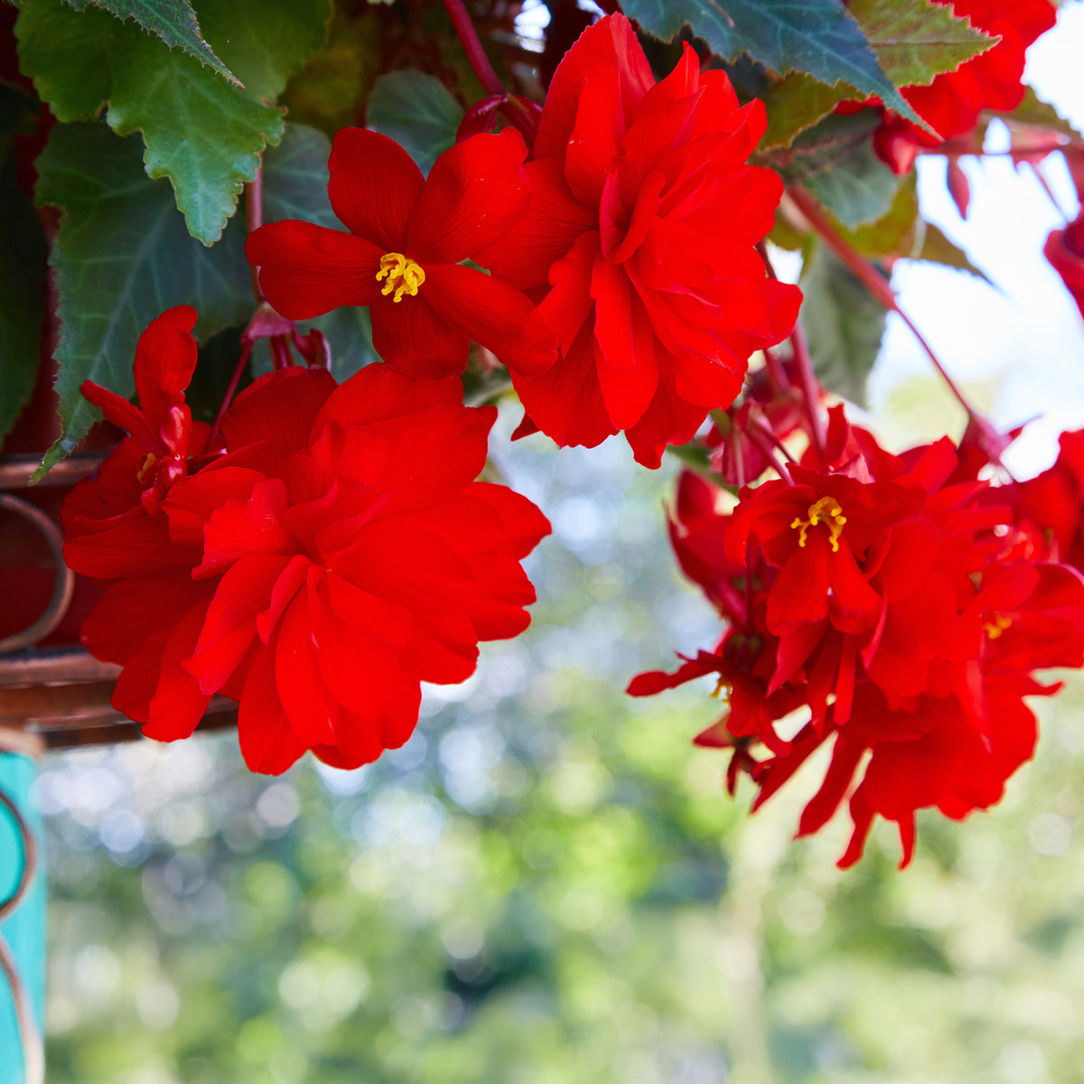 Rote Hängende Begonie - Bégonia pendula red - Willemse
